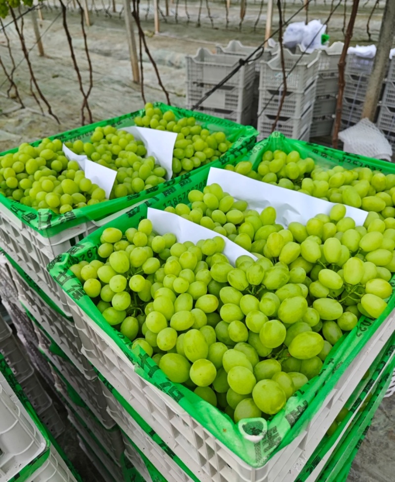 青提葡萄便宜葡萄大量现货供应，规格齐全对接电商市场批发商