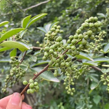 汉源青花椒