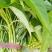 空心菜#药食同源类保健特菜