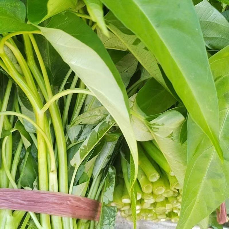 空心菜#药食同源类保健特菜
