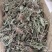 车前草车前草干货野生紫背车前草2025新货产地直发