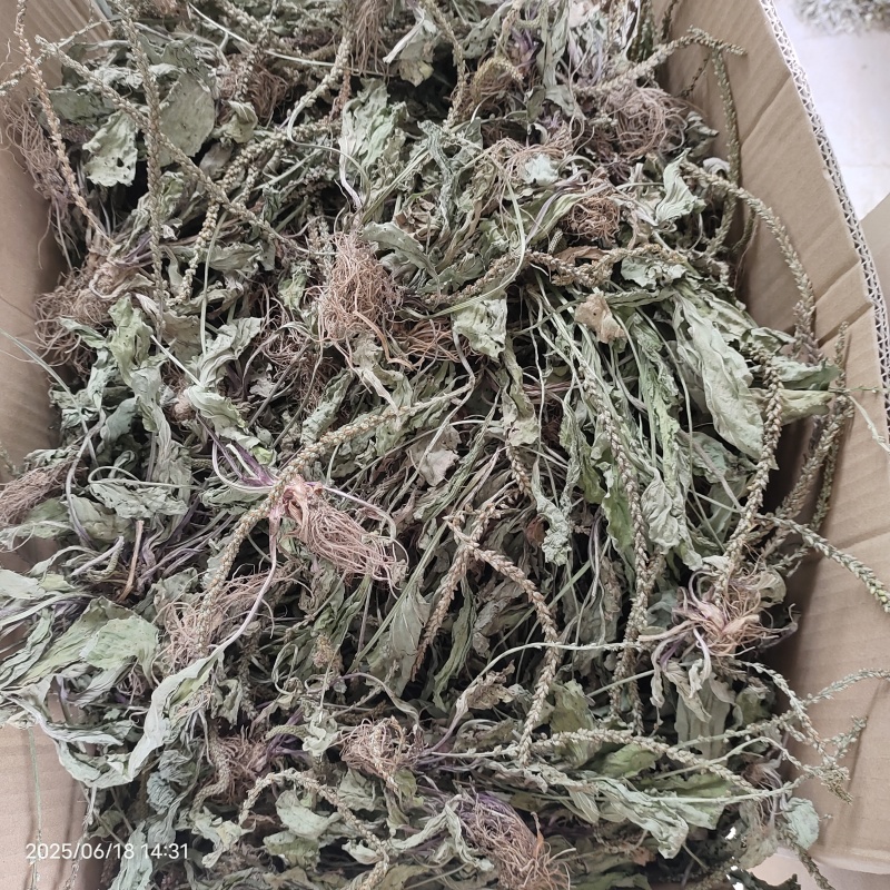 车前草车前草干货野生紫背车前草2025新货产地直发