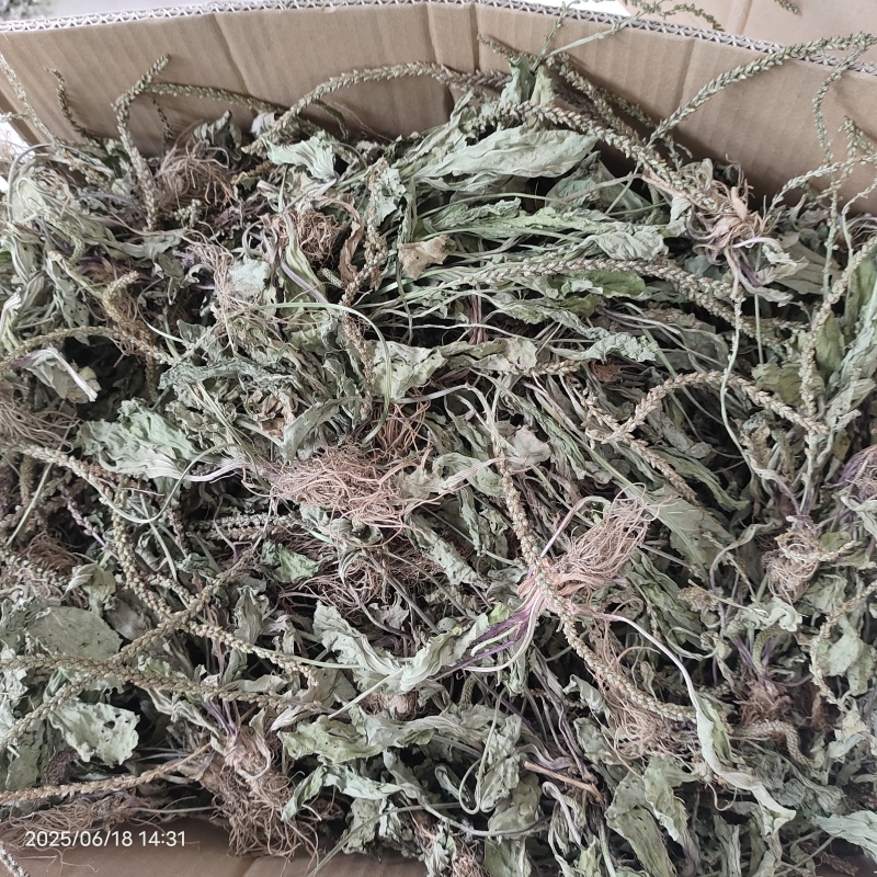 车前草车前草干货野生紫背车前草2025新货产地直发