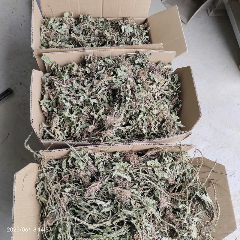 车前草车前草干货野生紫背车前草2025新货产地直发