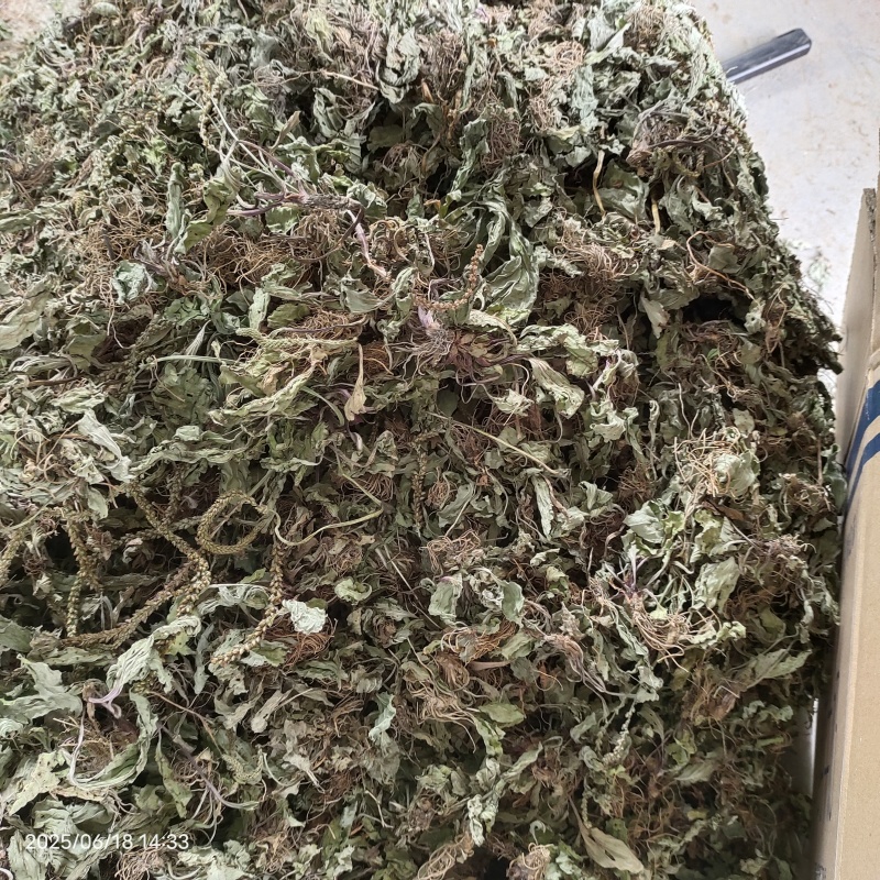 车前草车前草干货野生紫背车前草2025新货产地直发