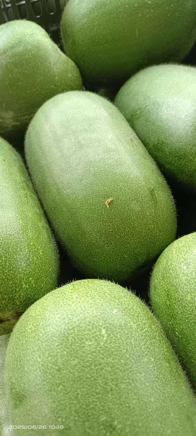 精品水果冬瓜