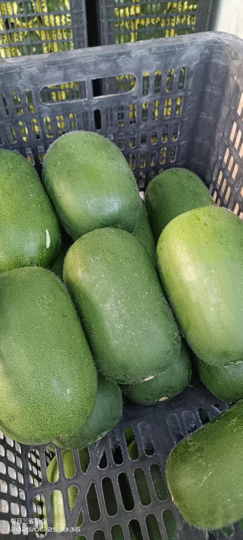 精品水果冬瓜