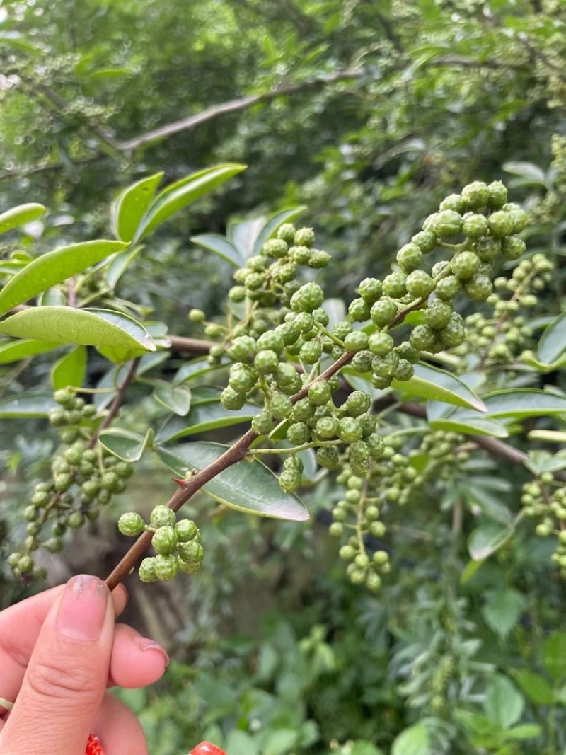 汉源青花椒