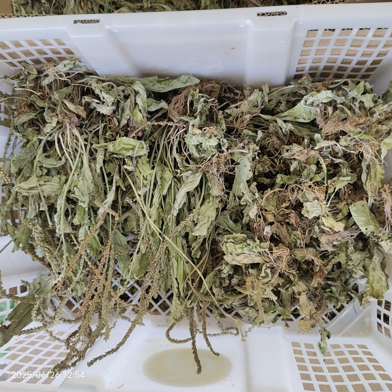 车前草车前草干货野生紫背车前草2025新货产地直发