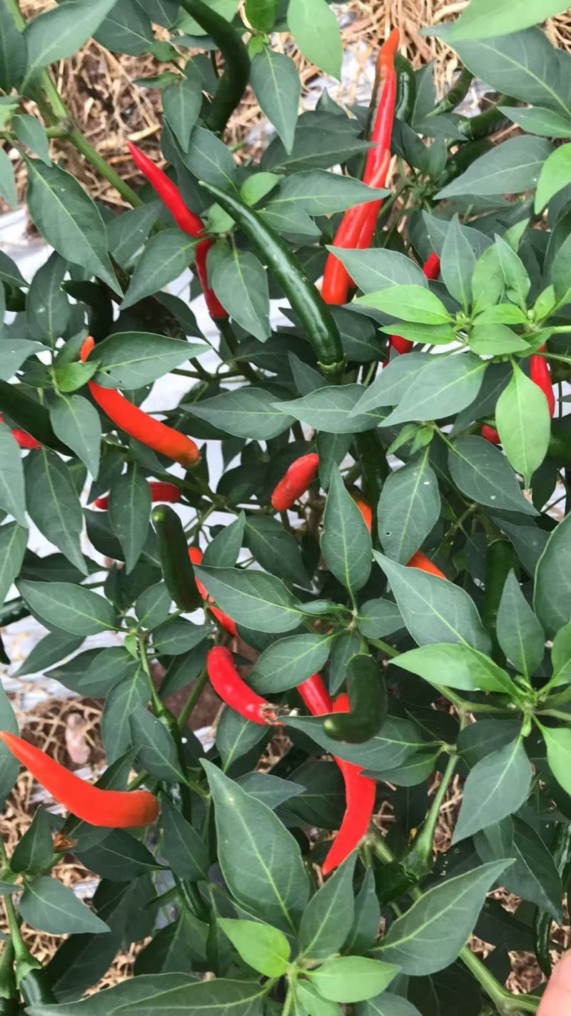 小米辣500亩种植基地