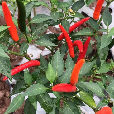 小米辣500亩种植基地