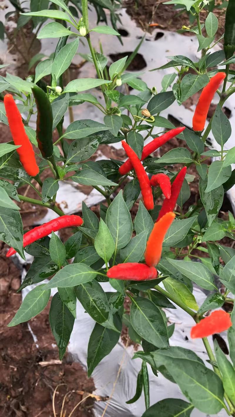 小米辣500亩种植基地