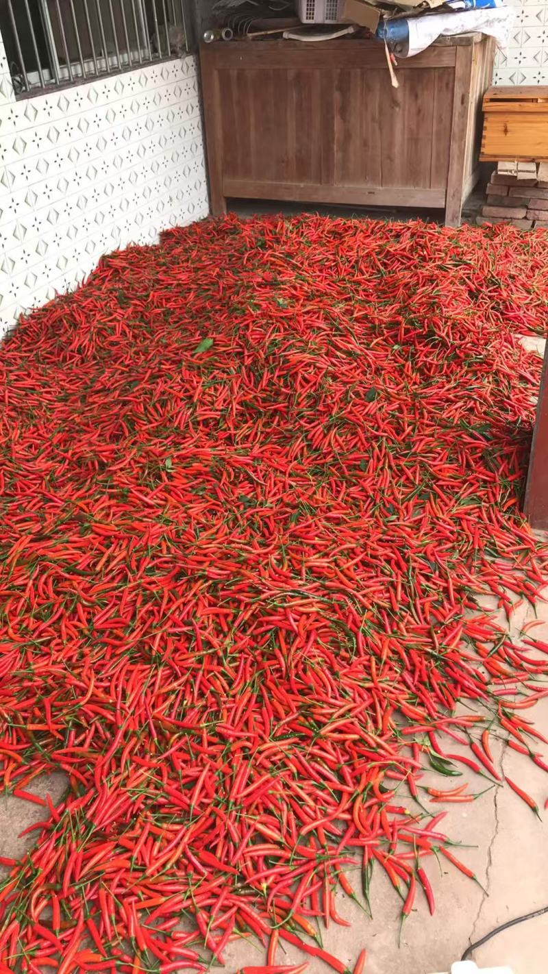 小米辣500亩种植基地