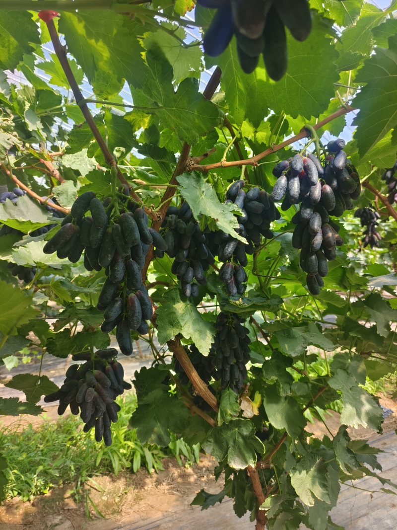 蓝宝石葡萄