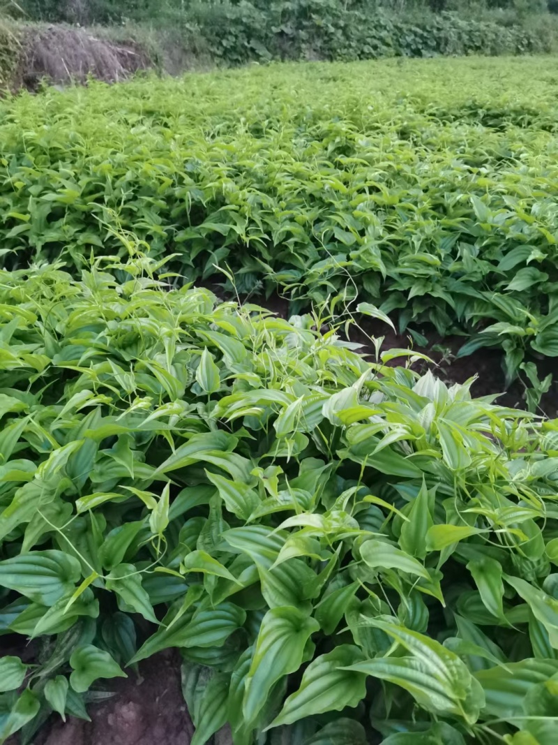 大叶紫花百部苗