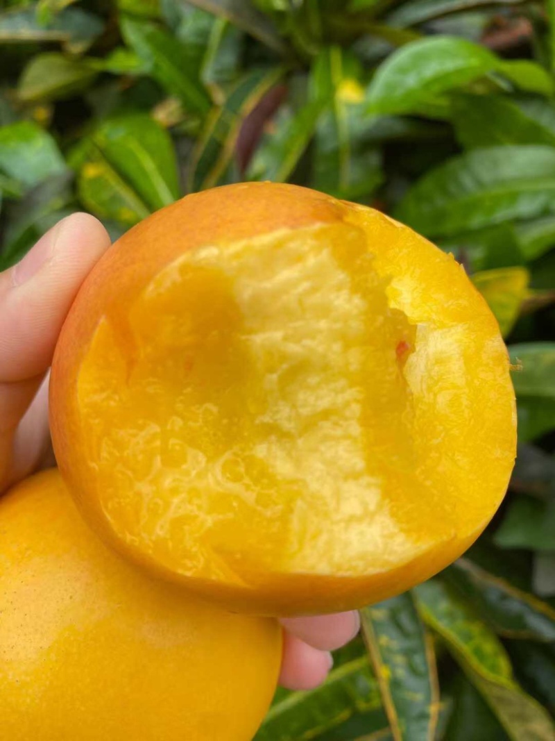 黄金毛桃鲜嫩多汁爽脆可口自家果园量大便宜