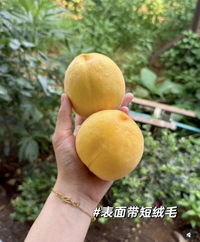 黄金毛桃鲜嫩多汁爽脆可口自家果园量大便宜