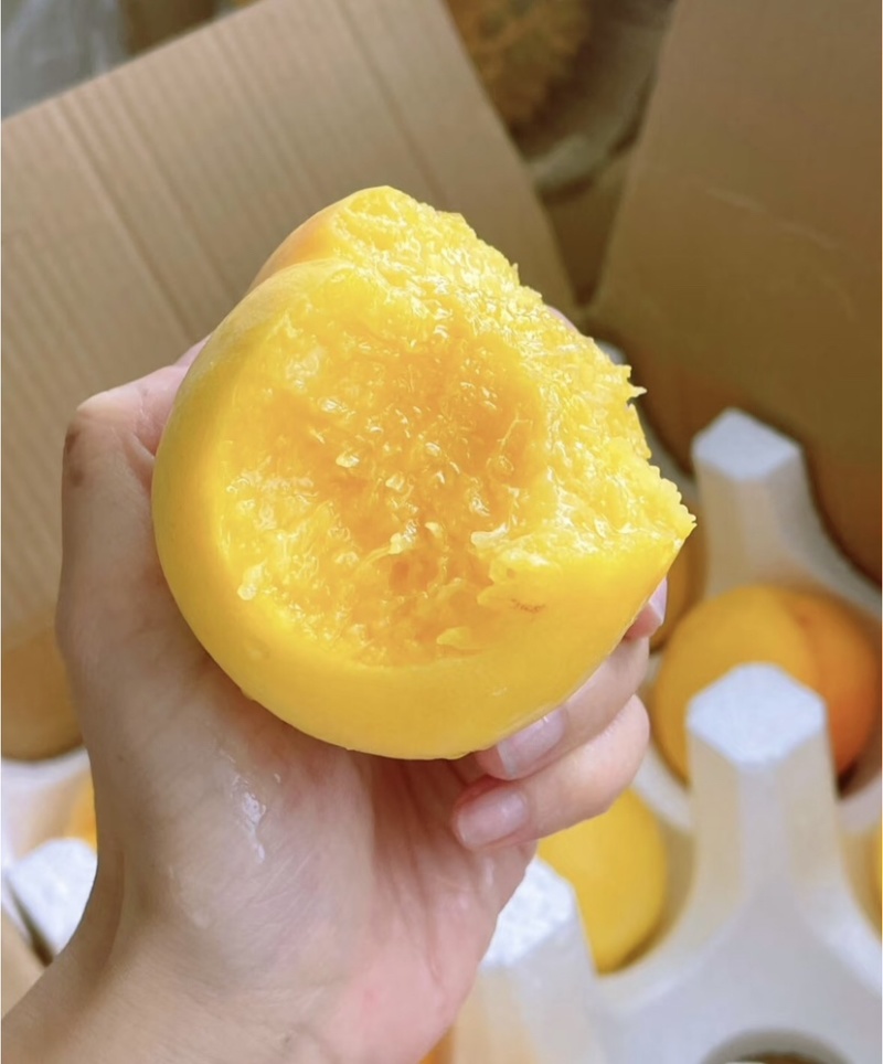 黄金油桃鲜嫩多汁爽脆可口自家果园量大便宜
