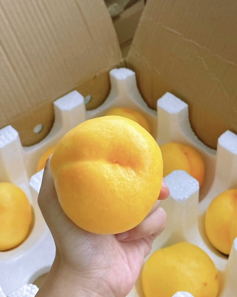 黄金油桃鲜嫩多汁爽脆可口自家果园量大便宜