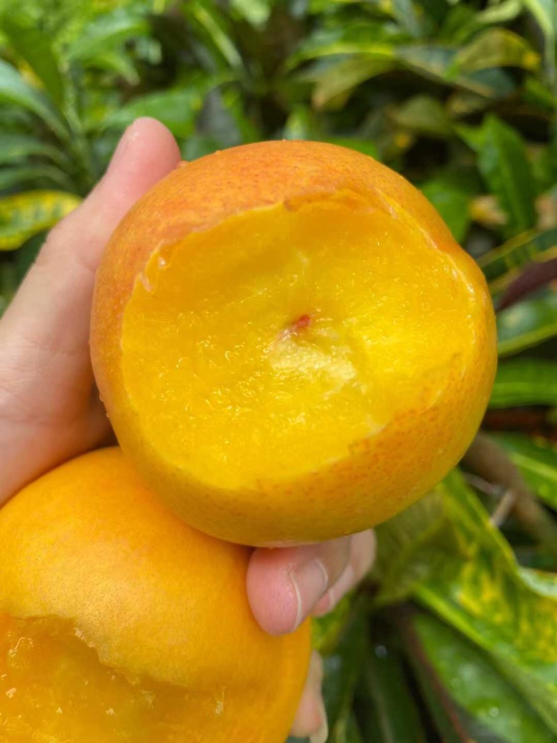 黄金油桃鲜嫩多汁爽脆可口自家果园量大便宜
