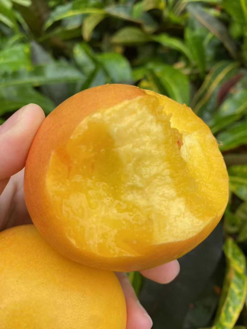 黄金油桃鲜嫩多汁爽脆可口自家果园量大便宜