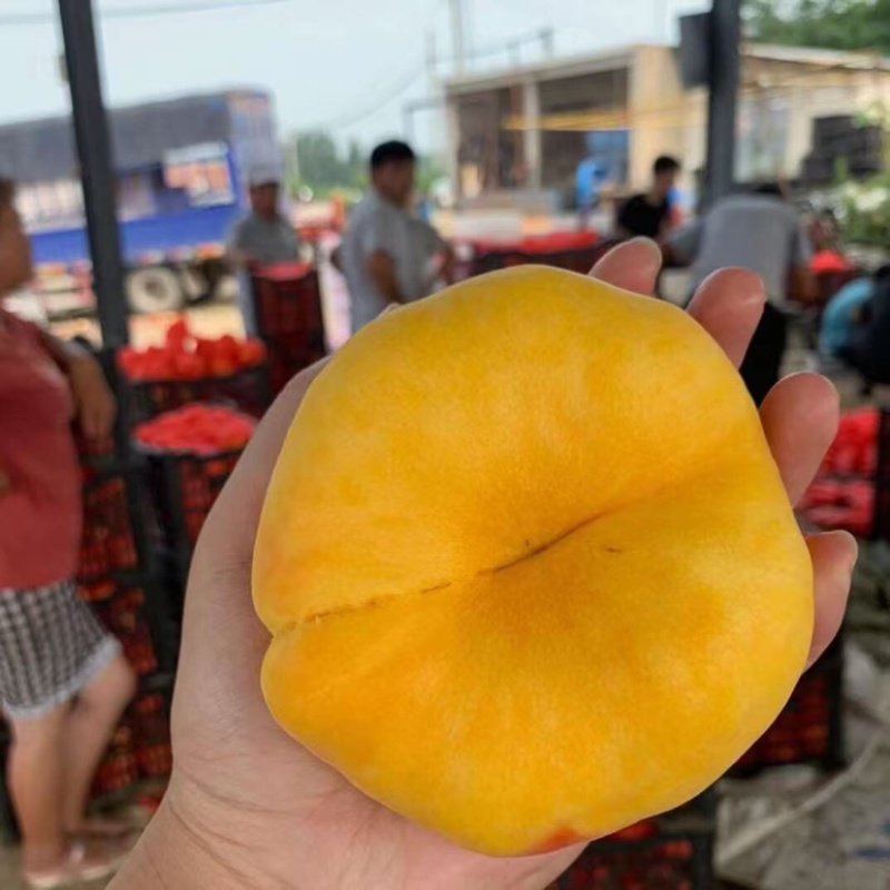 黄金蟠桃鲜嫩多汁自家果园种植量大便宜有需要联系