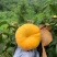 黄金蟠桃鲜嫩多汁自家果园种植量大便宜有需要联系
