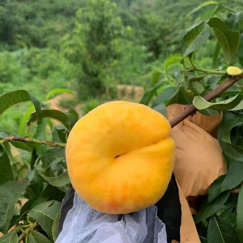 黄金蟠桃鲜嫩多汁自家果园种植量大便宜有需要联系
