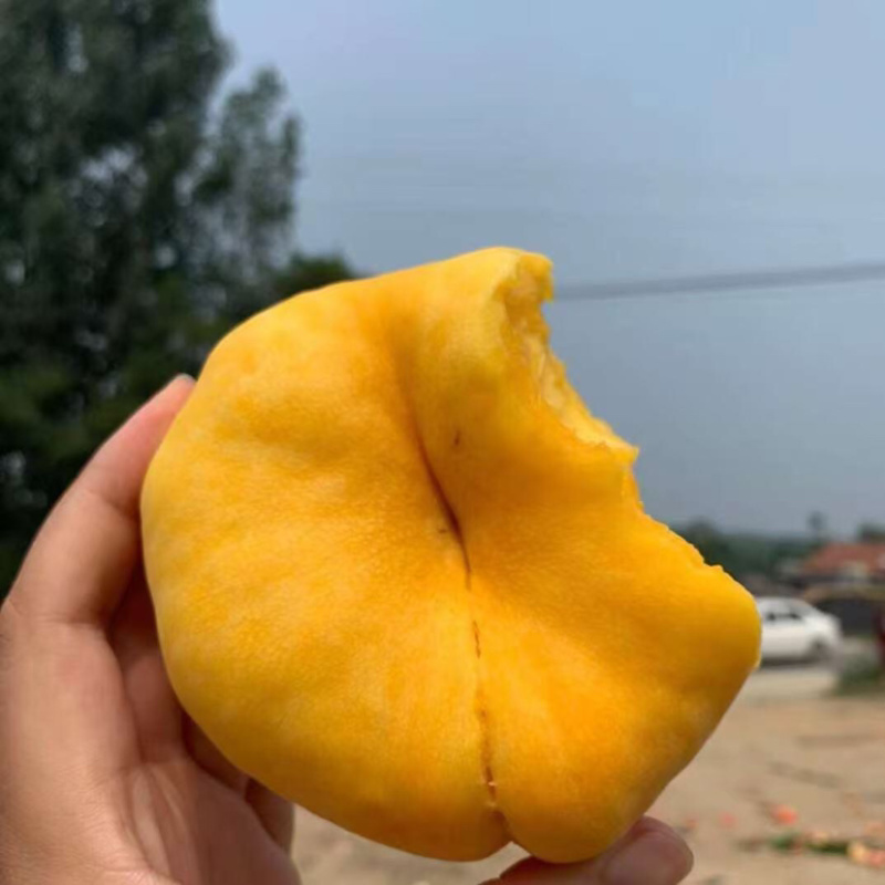 黄金蟠桃鲜嫩多汁自家果园种植量大便宜有需要联系