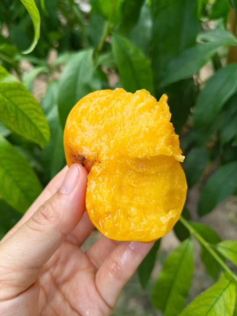 黄金蟠桃鲜嫩多汁自家果园种植量大便宜有需要联系