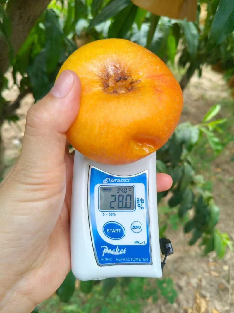 黄金蟠桃鲜嫩多汁自家果园种植量大便宜有需要联系