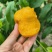 黄金蟠桃鲜嫩多汁自家果园种植量大便宜有需要联系