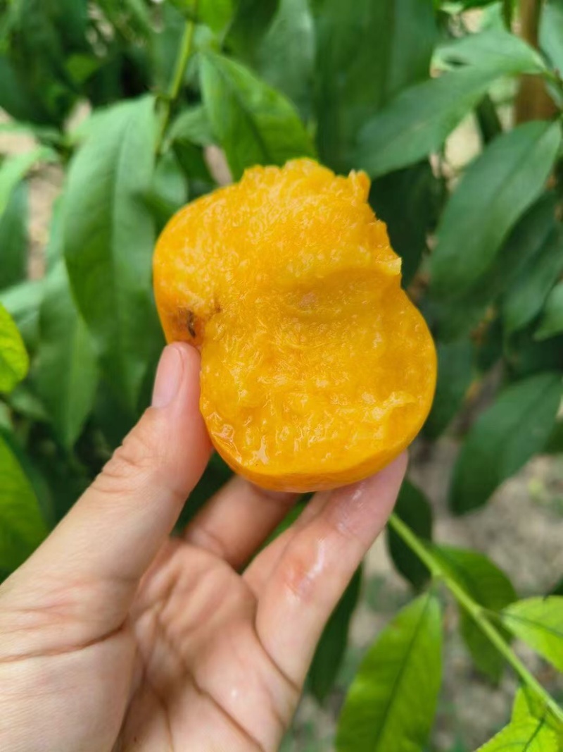 黄金蟠桃鲜嫩多汁自家果园种植量大便宜有需要联系