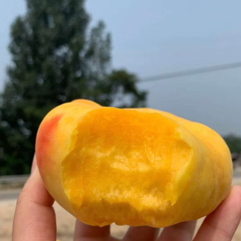 黄金蟠桃鲜嫩多汁自家果园种植量大便宜有需要联系