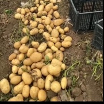 专业代办各品种土豆