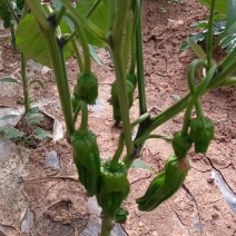 辣椒