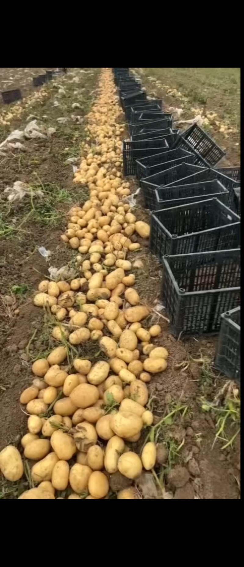 专业代办各品种土豆