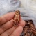 美洲大蠊蟑螂