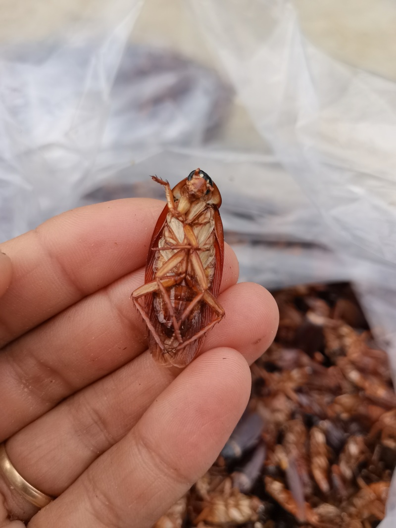 美洲大蠊蟑螂