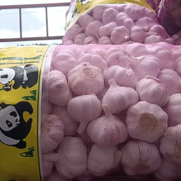 山东金乡大蒜
