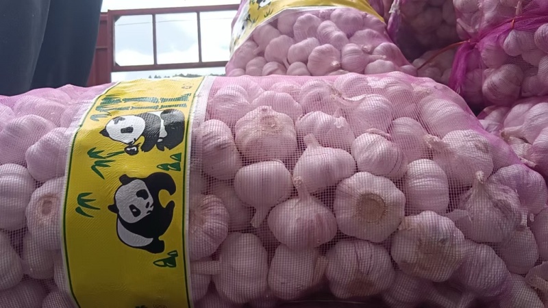 山东金乡大蒜