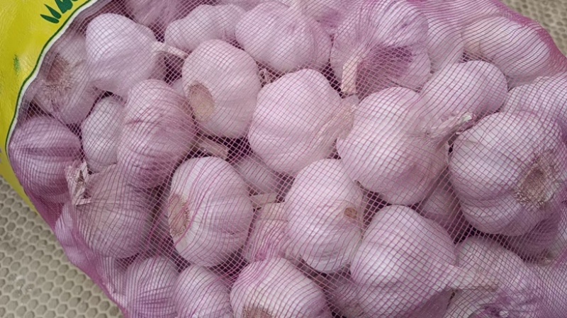 山东金乡大蒜