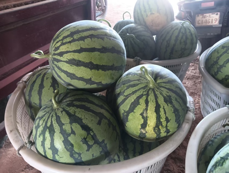 美都西瓜/四川西瓜/大量接单产地直发量大从优欢迎来电