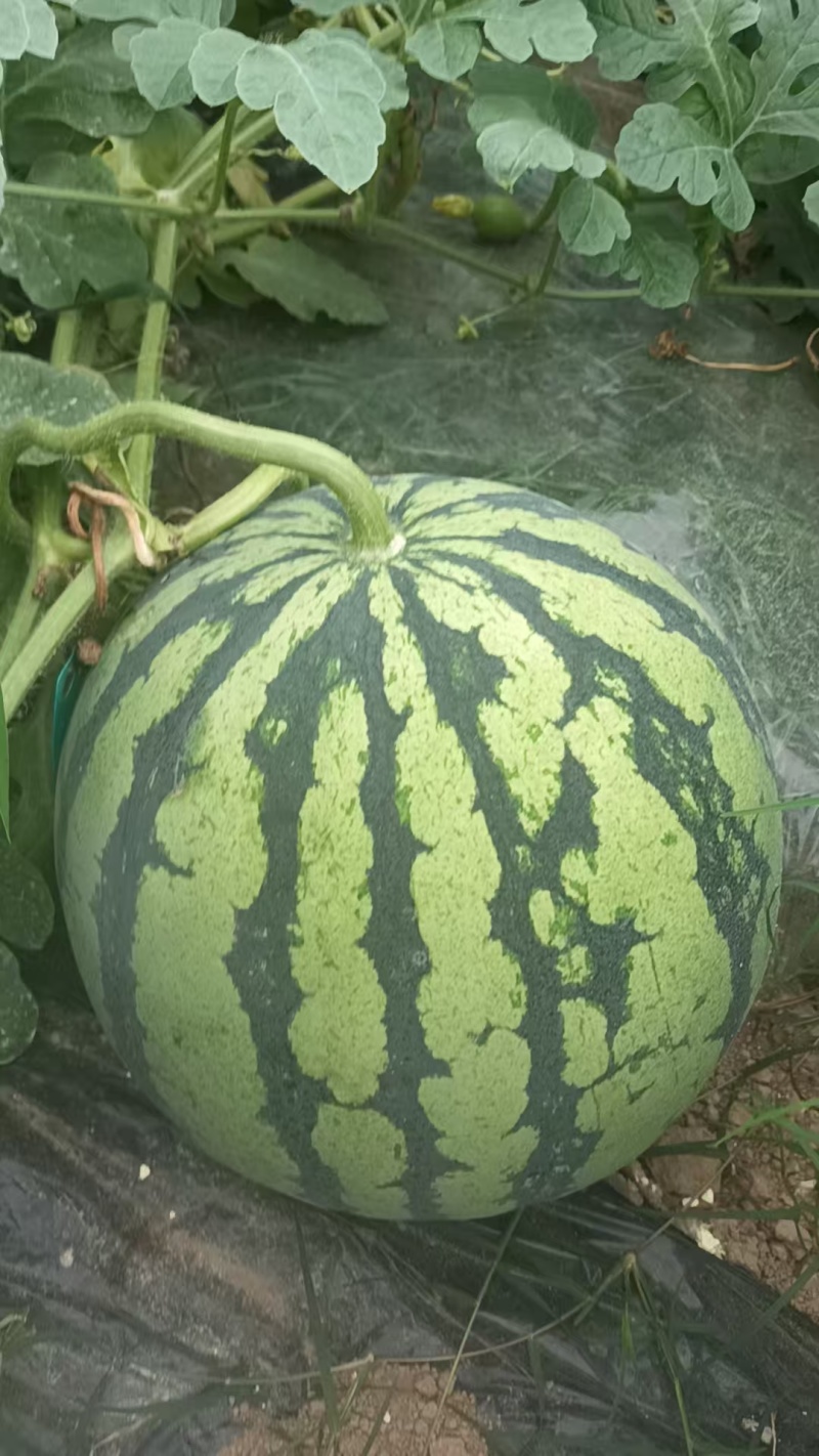 美都西瓜/四川西瓜/大量接单产地直发量大从优欢迎来电