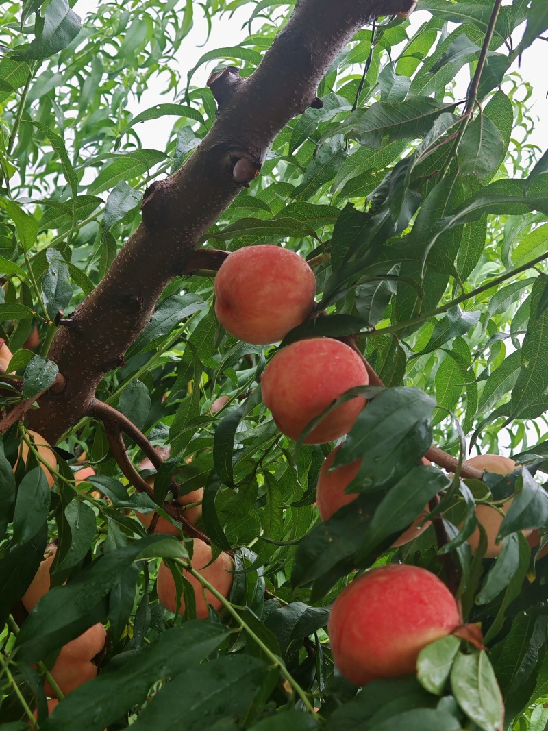 套袋桃