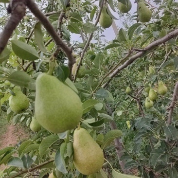 香蕉梨，大锤