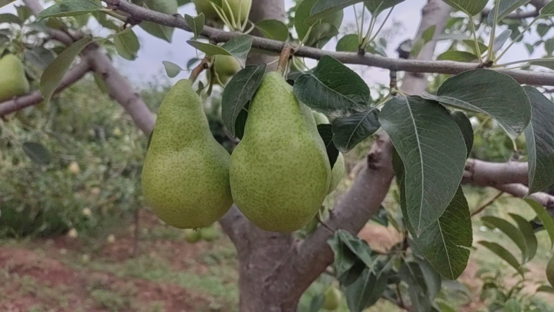 香蕉梨，大锤