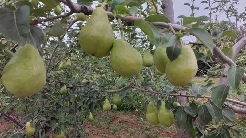 香蕉梨，大锤