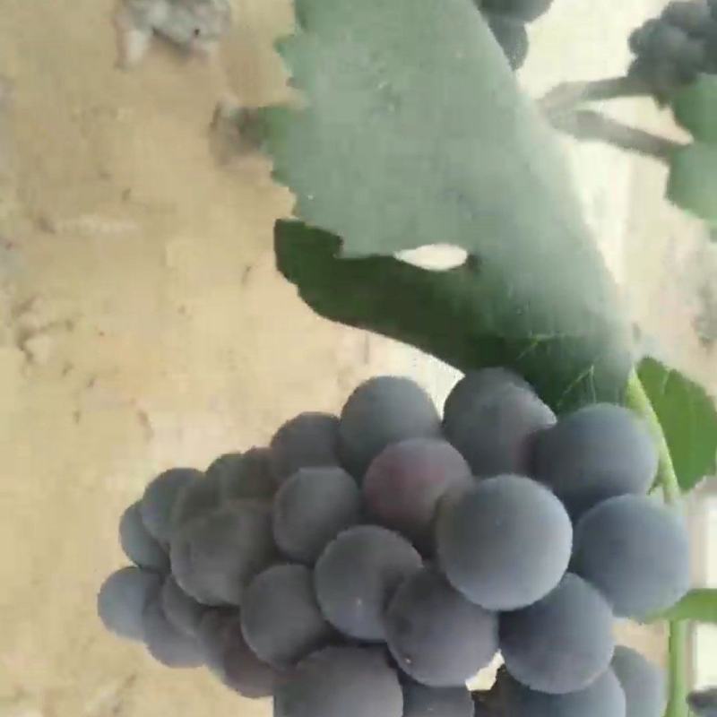 大量藤稔，夏黑，红艳天葡萄上市