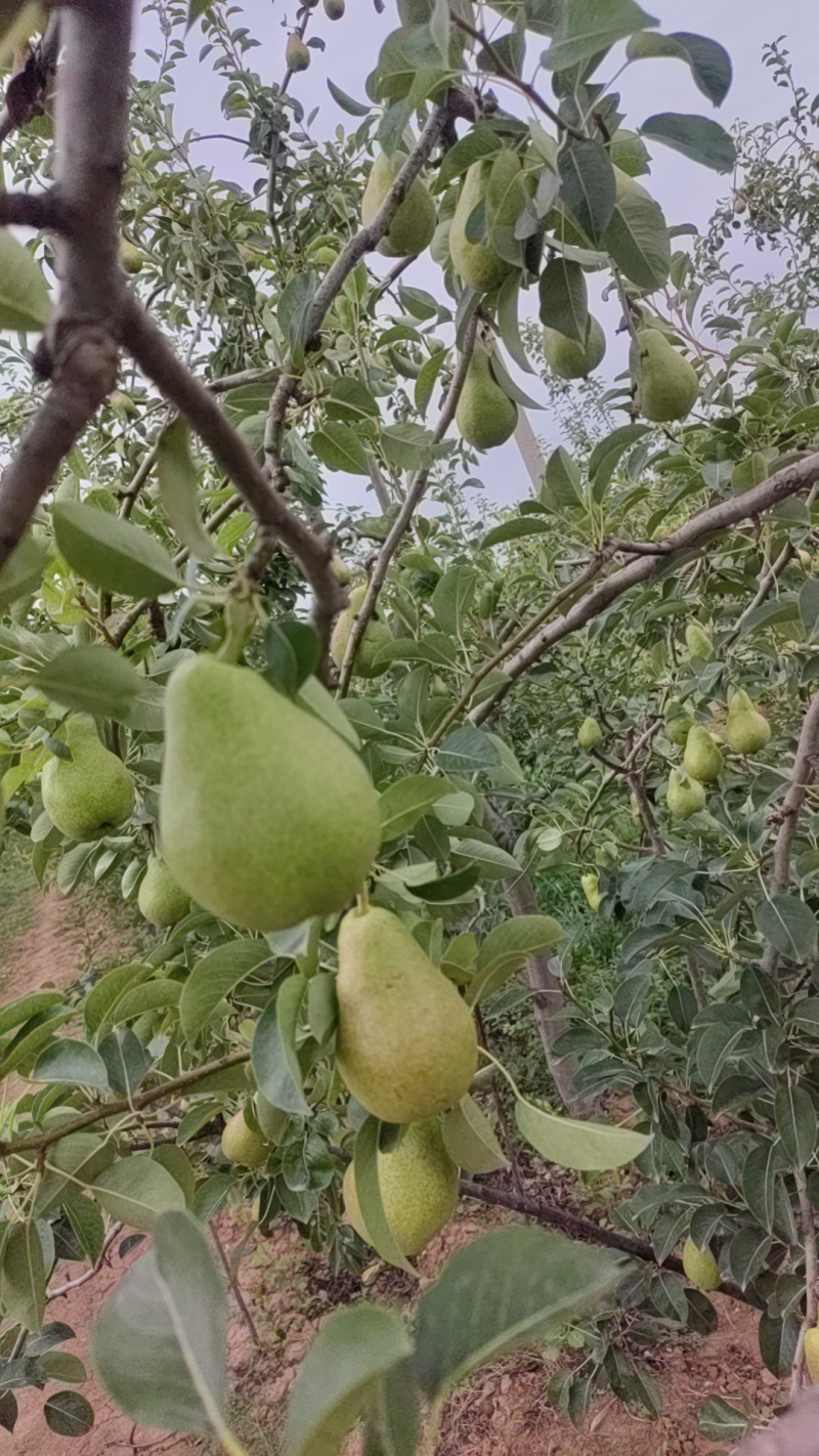香蕉梨，大锤